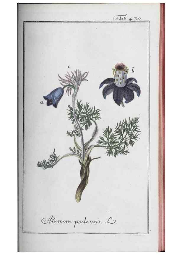 Reproducción/Reproduction 46456155224: Icones plantarum medicinalium.. Nürnberg :auf Kosten der Raspischen Buchhandlung,1779-1790. 