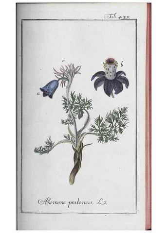 Reproducción/Reproduction 46456155224: Icones plantarum medicinalium.. Nürnberg :auf Kosten der Raspischen Buchhandlung,1779-1790. 