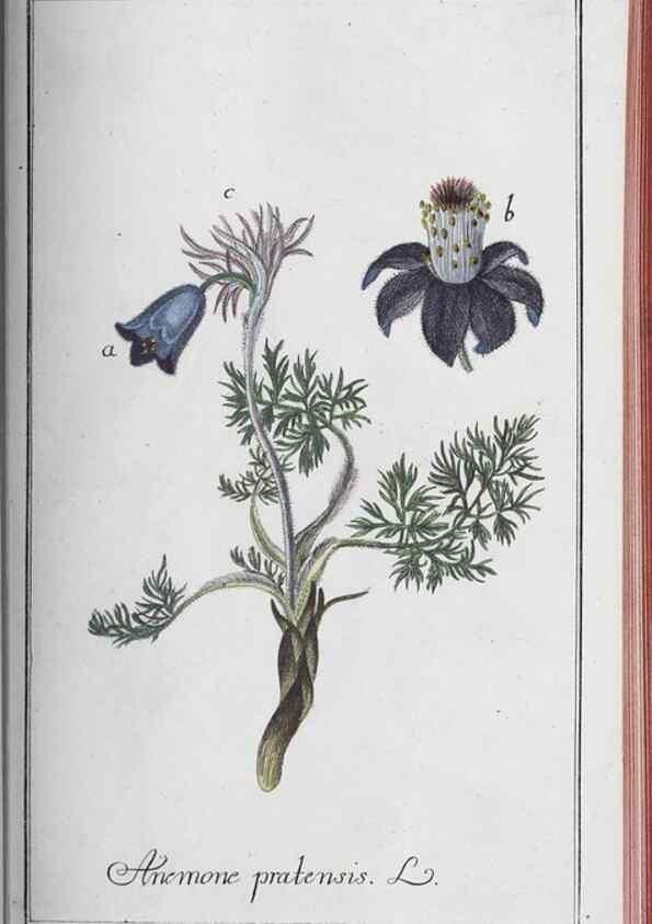 Reproducción/Reproduction 46456155224: Icones plantarum medicinalium.. Nürnberg :auf Kosten der Raspischen Buchhandlung,1779-1790. 