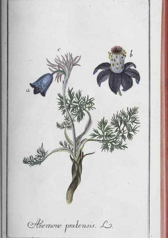 Reproducción/Reproduction 46456155224: Icones plantarum medicinalium.. Nürnberg :auf Kosten der Raspischen Buchhandlung,1779-1790. 