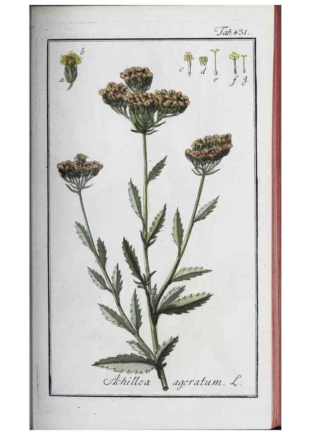 Reproducción/Reproduction 32237934577: Icones plantarum medicinalium.. Nürnberg :auf Kosten der Raspischen Buchhandlung,1779-1790. 
