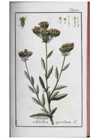 Reproducción/Reproduction 32237934577: Icones plantarum medicinalium.. Nürnberg :auf Kosten der Raspischen Buchhandlung,1779-1790. 