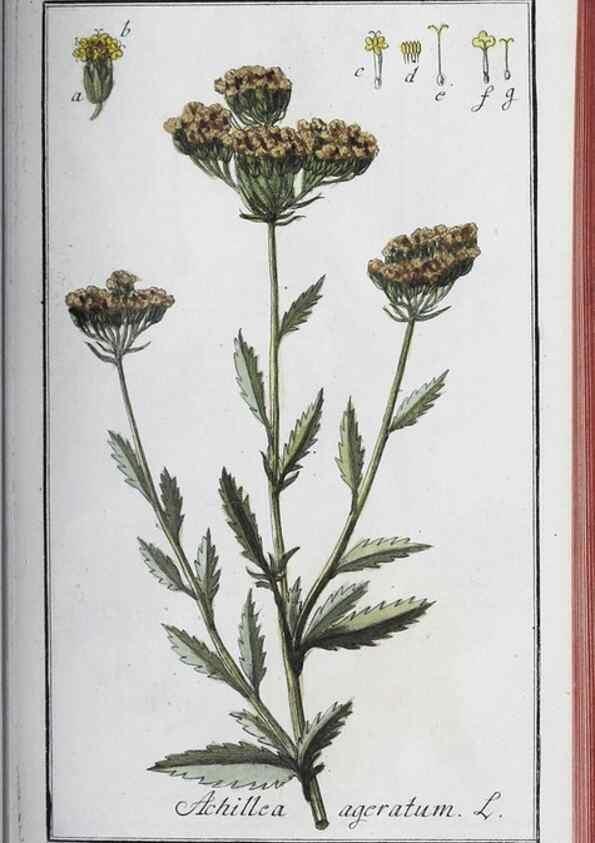 Reproducción/Reproduction 32237934577: Icones plantarum medicinalium.. Nürnberg :auf Kosten der Raspischen Buchhandlung,1779-1790. 