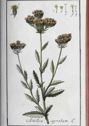 Reproducción/Reproduction 32237934577: Icones plantarum medicinalium.. Nürnberg :auf Kosten der Raspischen Buchhandlung,1779-1790. 