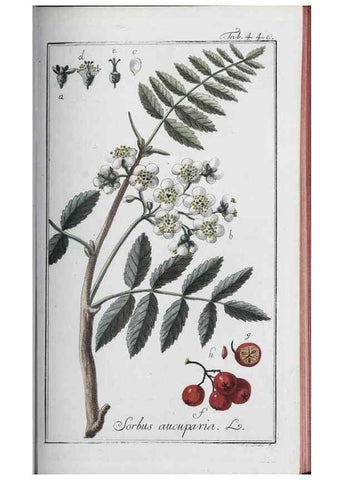 Reproducción/Reproduction 47127891262: Icones plantarum medicinalium.. Nürnberg :auf Kosten der Raspischen Buchhandlung,1779-1790. 
