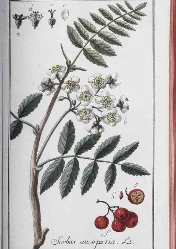 Reproducción/Reproduction 47127891262: Icones plantarum medicinalium.. Nürnberg :auf Kosten der Raspischen Buchhandlung,1779-1790. 