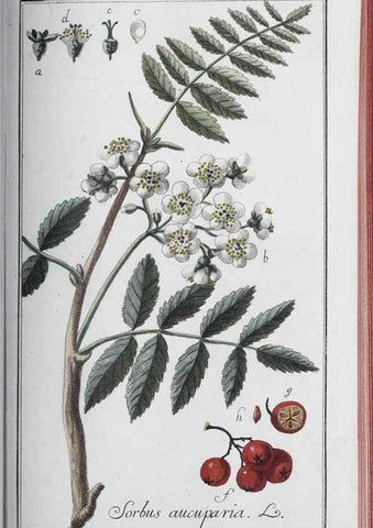 Reproducción/Reproduction 47127891262: Icones plantarum medicinalium.. Nürnberg :auf Kosten der Raspischen Buchhandlung,1779-1790. 