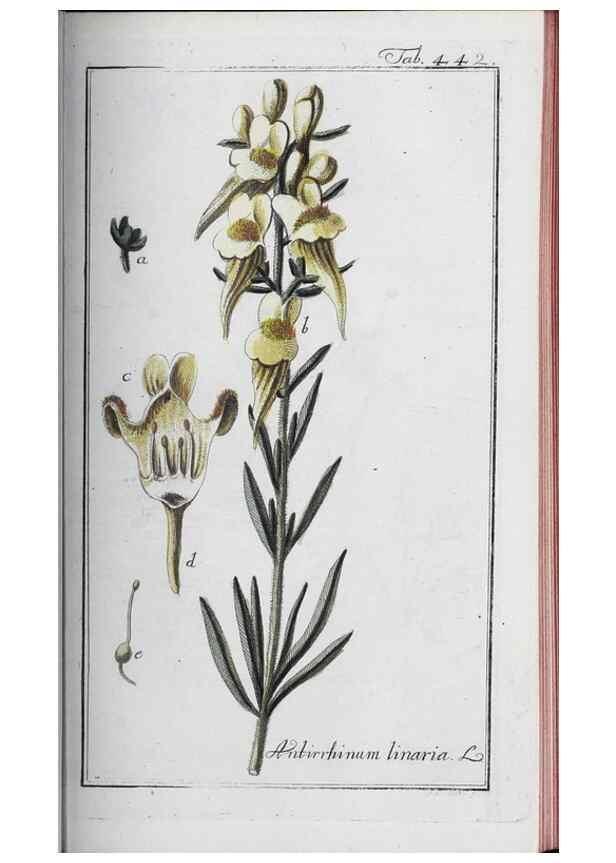 Reproducción/Reproduction 33304450438: Icones plantarum medicinalium.. Nürnberg :auf Kosten der Raspischen Buchhandlung,1779-1790. 