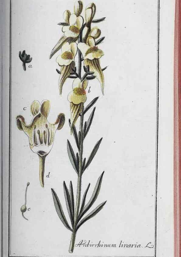 Reproducción/Reproduction 33304450438: Icones plantarum medicinalium.. Nürnberg :auf Kosten der Raspischen Buchhandlung,1779-1790. 