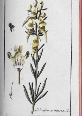Reproducción/Reproduction 33304450438: Icones plantarum medicinalium.. Nürnberg :auf Kosten der Raspischen Buchhandlung,1779-1790. 