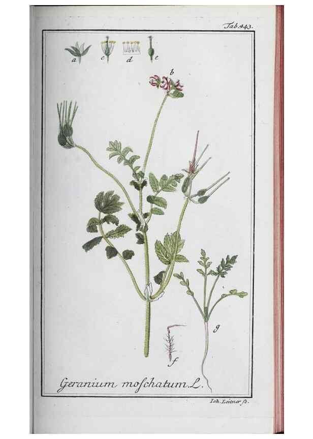 Reproducción/Reproduction 46456158614: Icones plantarum medicinalium.. Nürnberg :auf Kosten der Raspischen Buchhandlung,1779-1790. 
