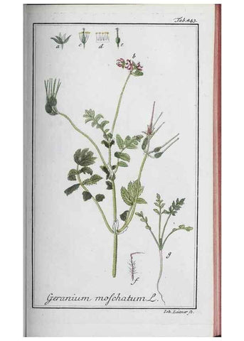 Reproducción/Reproduction 46456158614: Icones plantarum medicinalium.. Nürnberg :auf Kosten der Raspischen Buchhandlung,1779-1790. 
