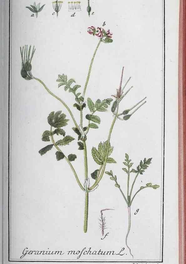 Reproducción/Reproduction 46456158614: Icones plantarum medicinalium.. Nürnberg :auf Kosten der Raspischen Buchhandlung,1779-1790. 