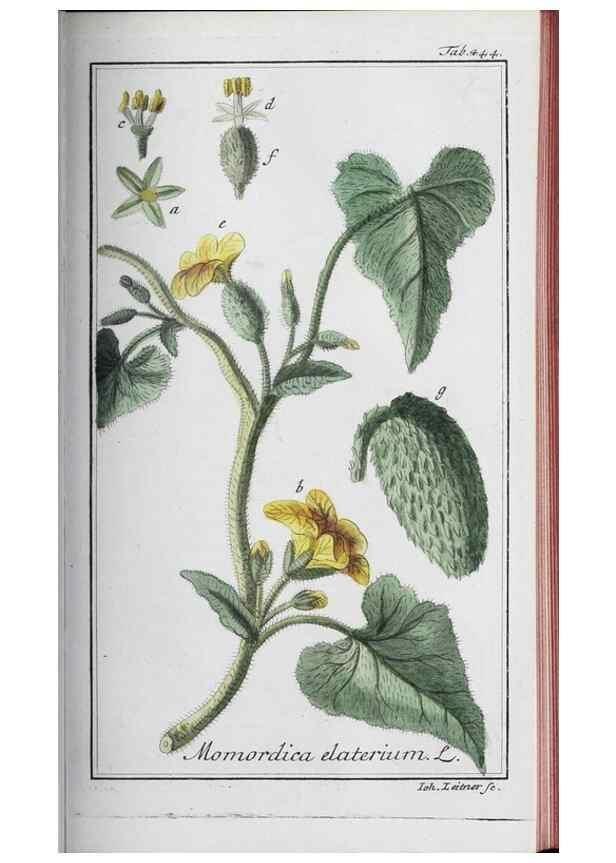 Reproducción/Reproduction 47127894712: Icones plantarum medicinalium.. Nürnberg :auf Kosten der Raspischen Buchhandlung,1779-1790. 
