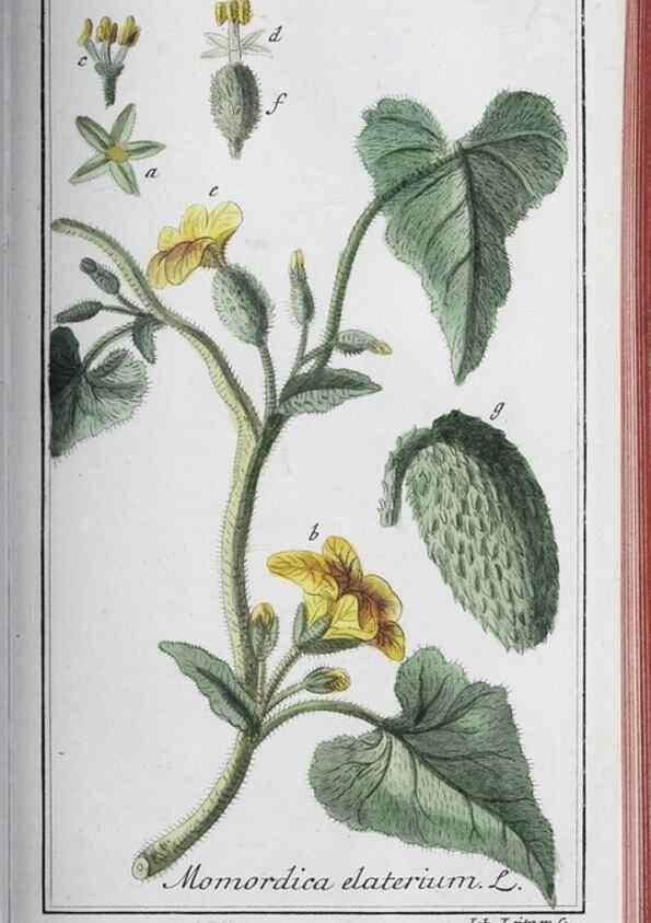 Reproducción/Reproduction 47127894712: Icones plantarum medicinalium.. Nürnberg :auf Kosten der Raspischen Buchhandlung,1779-1790. 