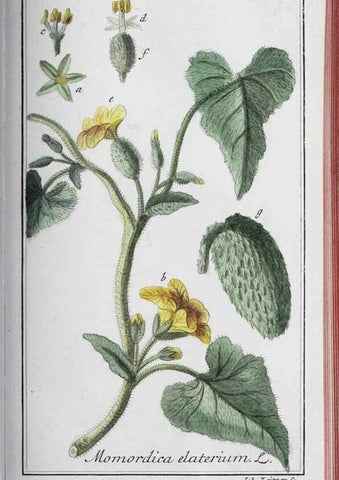 Reproducción/Reproduction 47127894712: Icones plantarum medicinalium.. Nürnberg :auf Kosten der Raspischen Buchhandlung,1779-1790. 