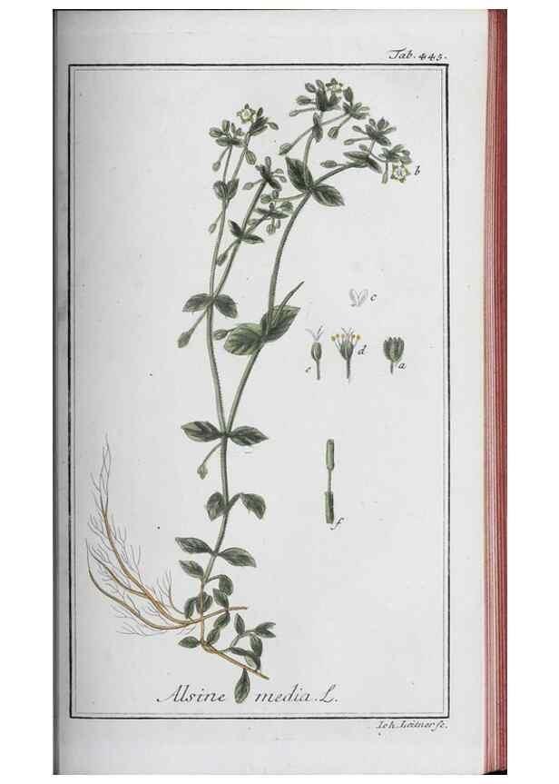 Reproducción/Reproduction 40214833983: Icones plantarum medicinalium.. Nürnberg :auf Kosten der Raspischen Buchhandlung,1779-1790. 