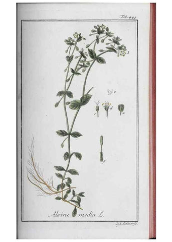 Reproducción/Reproduction 40214833983: Icones plantarum medicinalium.. Nürnberg :auf Kosten der Raspischen Buchhandlung,1779-1790. 