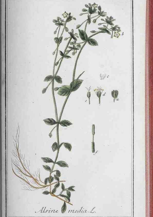 Reproducción/Reproduction 40214833983: Icones plantarum medicinalium.. Nürnberg :auf Kosten der Raspischen Buchhandlung,1779-1790. 
