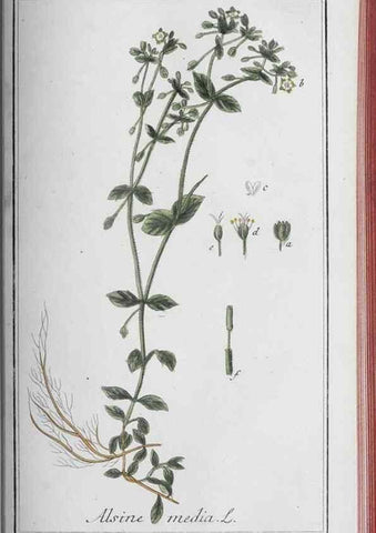 Reproducción/Reproduction 40214833983: Icones plantarum medicinalium.. Nürnberg :auf Kosten der Raspischen Buchhandlung,1779-1790. 