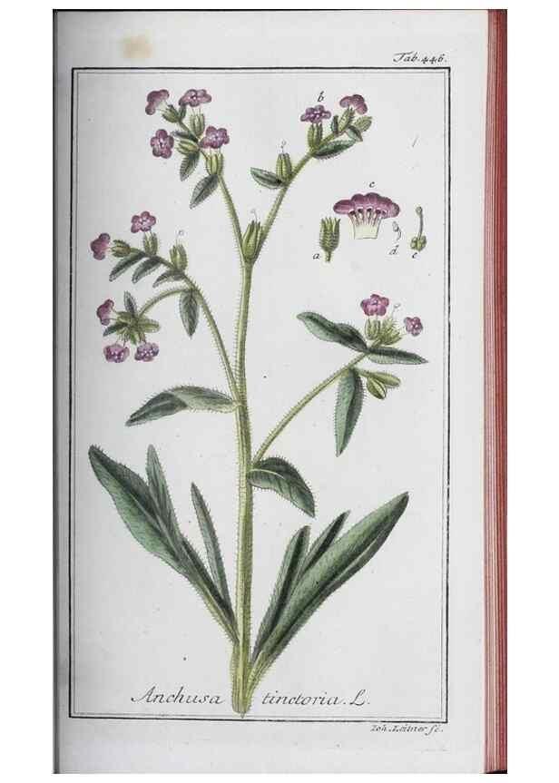 Reproducción/Reproduction 47127896152: Icones plantarum medicinalium.. Nürnberg :auf Kosten der Raspischen Buchhandlung,1779-1790. 