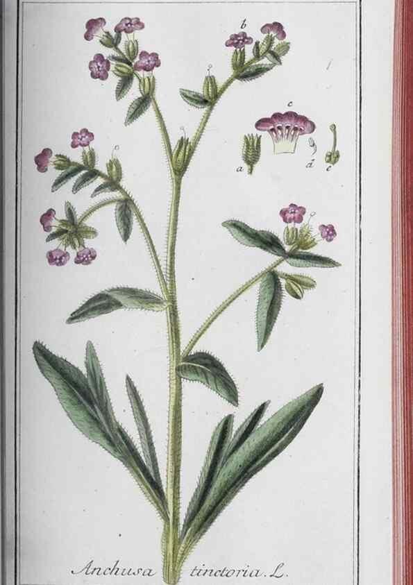 Reproducción/Reproduction 47127896152: Icones plantarum medicinalium.. Nürnberg :auf Kosten der Raspischen Buchhandlung,1779-1790. 