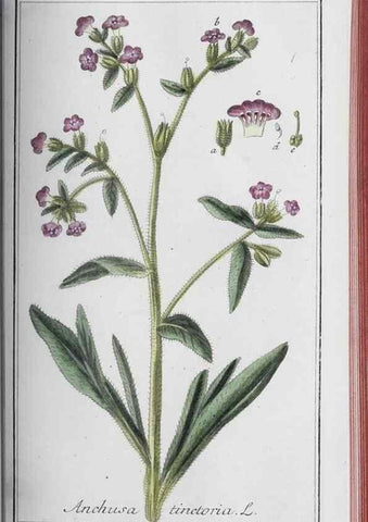Reproducción/Reproduction 47127896152: Icones plantarum medicinalium.. Nürnberg :auf Kosten der Raspischen Buchhandlung,1779-1790. 