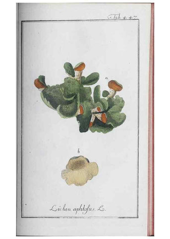 Reproducción/Reproduction 46456160564: Icones plantarum medicinalium.. Nürnberg :auf Kosten der Raspischen Buchhandlung,1779-1790. 
