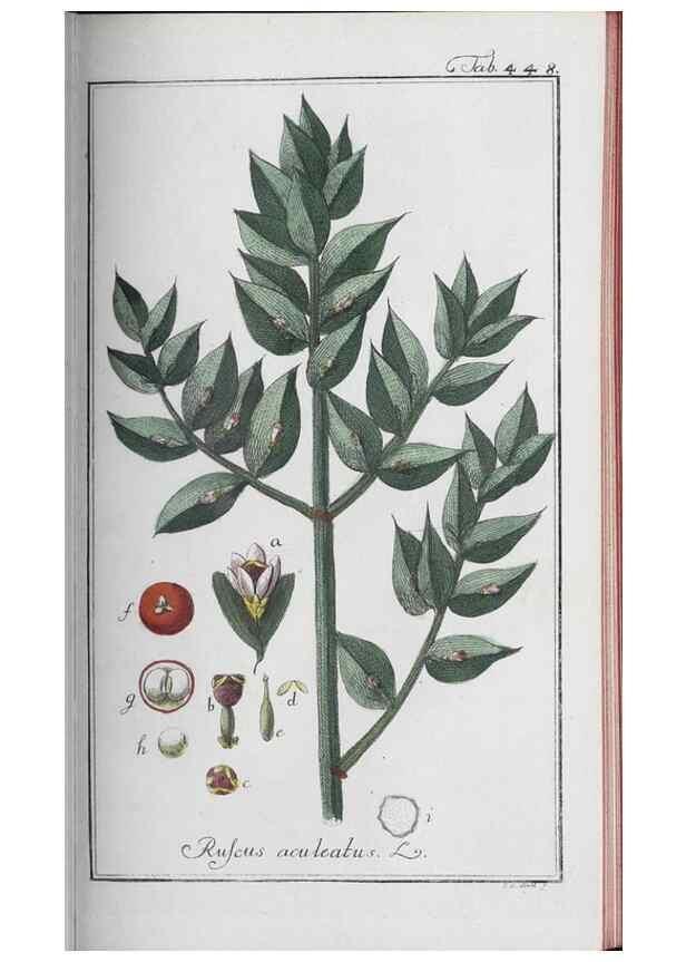 Reproducción/Reproduction 40214836653: Icones plantarum medicinalium.. Nürnberg :auf Kosten der Raspischen Buchhandlung,1779-1790. 