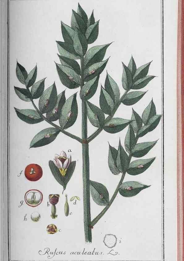 Reproducción/Reproduction 40214836653: Icones plantarum medicinalium.. Nürnberg :auf Kosten der Raspischen Buchhandlung,1779-1790. 