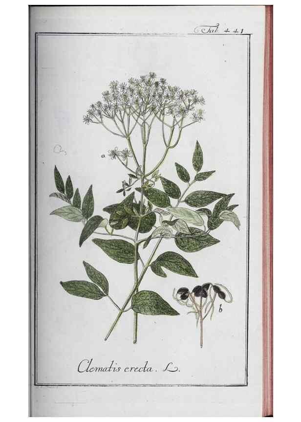 Reproducción/Reproduction 46456157724: Icones plantarum medicinalium.. Nürnberg :auf Kosten der Raspischen Buchhandlung,1779-1790. 