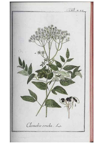 Reproducción/Reproduction 46456157724: Icones plantarum medicinalium.. Nürnberg :auf Kosten der Raspischen Buchhandlung,1779-1790. 