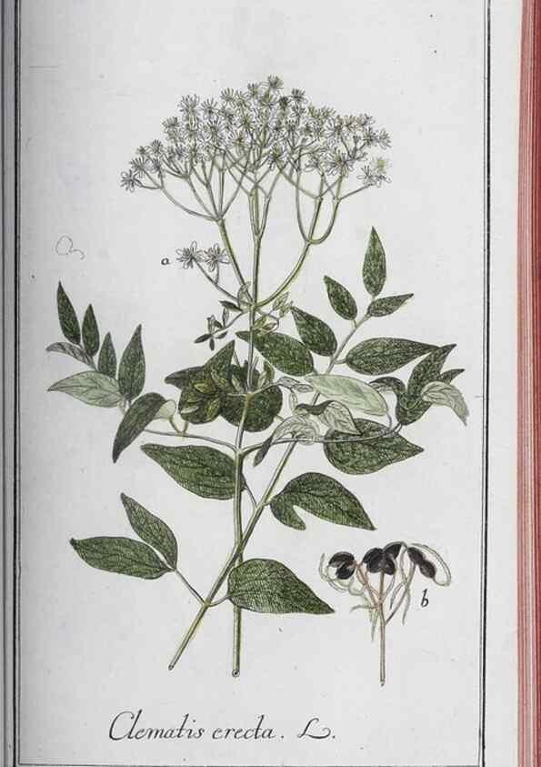 Reproducción/Reproduction 46456157724: Icones plantarum medicinalium.. Nürnberg :auf Kosten der Raspischen Buchhandlung,1779-1790. 