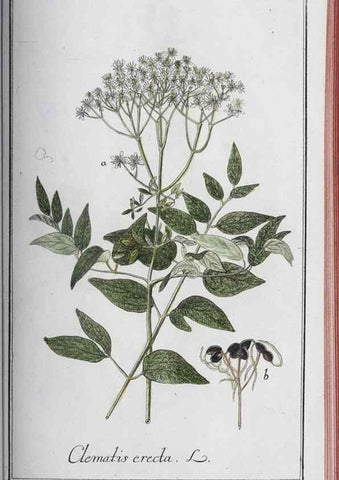 Reproducción/Reproduction 46456157724: Icones plantarum medicinalium.. Nürnberg :auf Kosten der Raspischen Buchhandlung,1779-1790. 