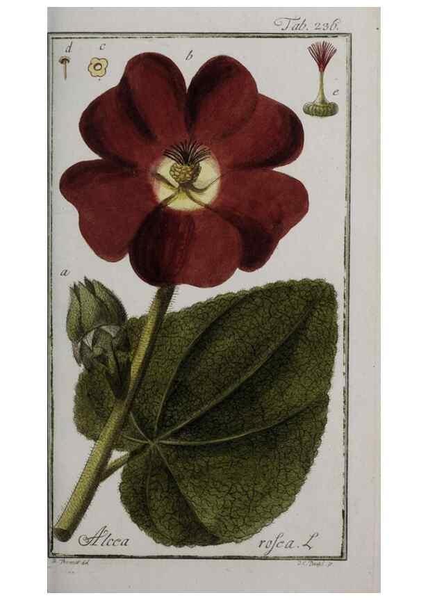Reproducción/Reproduction 46265218415: Icones plantarum medicinalium.. Nürnberg :auf Kosten der Raspischen Buchhandlung,1779-1790. 