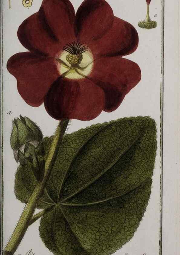 Reproducción/Reproduction 46265218415: Icones plantarum medicinalium.. Nürnberg :auf Kosten der Raspischen Buchhandlung,1779-1790. 