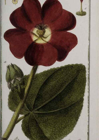 Reproducción/Reproduction 46265218415: Icones plantarum medicinalium.. Nürnberg :auf Kosten der Raspischen Buchhandlung,1779-1790. 