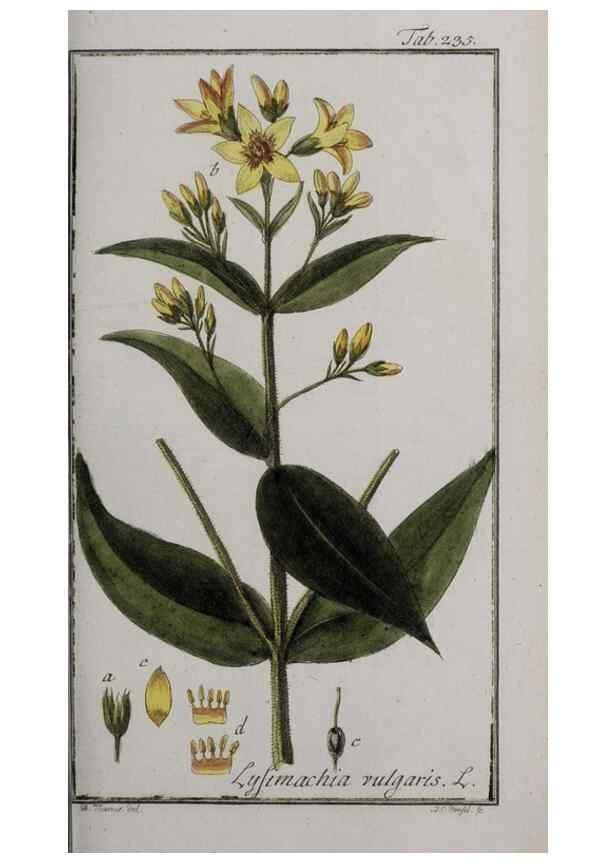 Reproducción/Reproduction 40214550973: Icones plantarum medicinalium.. Nürnberg :auf Kosten der Raspischen Buchhandlung,1779-1790. 
