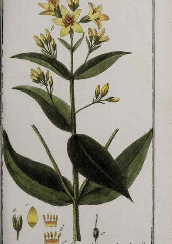 Reproducción/Reproduction 40214550973: Icones plantarum medicinalium.. Nürnberg :auf Kosten der Raspischen Buchhandlung,1779-1790. 