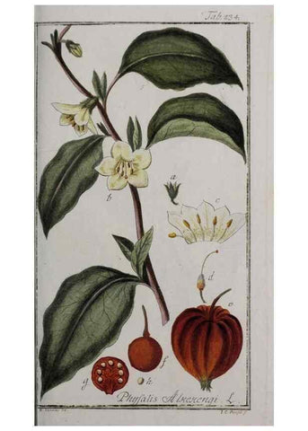 Reproducción/Reproduction 40214550423: Icones plantarum medicinalium.. Nürnberg :auf Kosten der Raspischen Buchhandlung,1779-1790. 