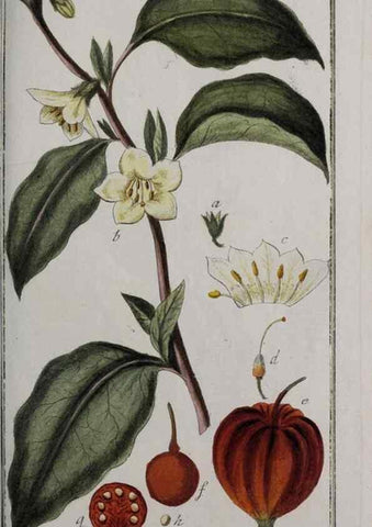 Reproducción/Reproduction 40214550423: Icones plantarum medicinalium.. Nürnberg :auf Kosten der Raspischen Buchhandlung,1779-1790. 