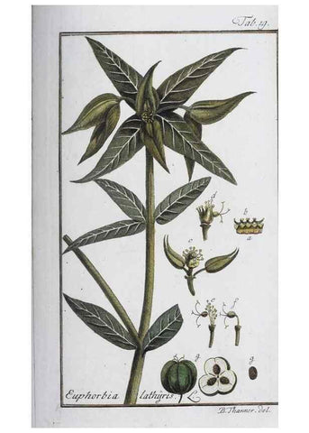 Reproducción/Reproduction 32237222887: Icones plantarum medicinalium.. Nürnberg :auf Kosten der Raspischen Buchhandlung,1779-1790. 
