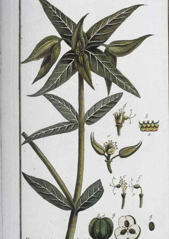 Reproducción/Reproduction 32237222887: Icones plantarum medicinalium.. Nürnberg :auf Kosten der Raspischen Buchhandlung,1779-1790. 
