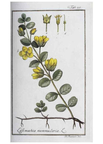Reproducción/Reproduction 47178955461: Icones plantarum medicinalium.. Nürnberg :auf Kosten der Raspischen Buchhandlung,1779-1790. 