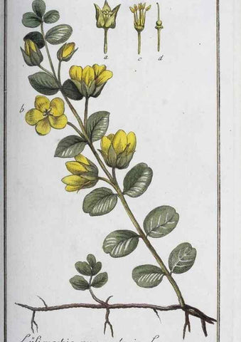 Reproducción/Reproduction 47178955461: Icones plantarum medicinalium.. Nürnberg :auf Kosten der Raspischen Buchhandlung,1779-1790. 