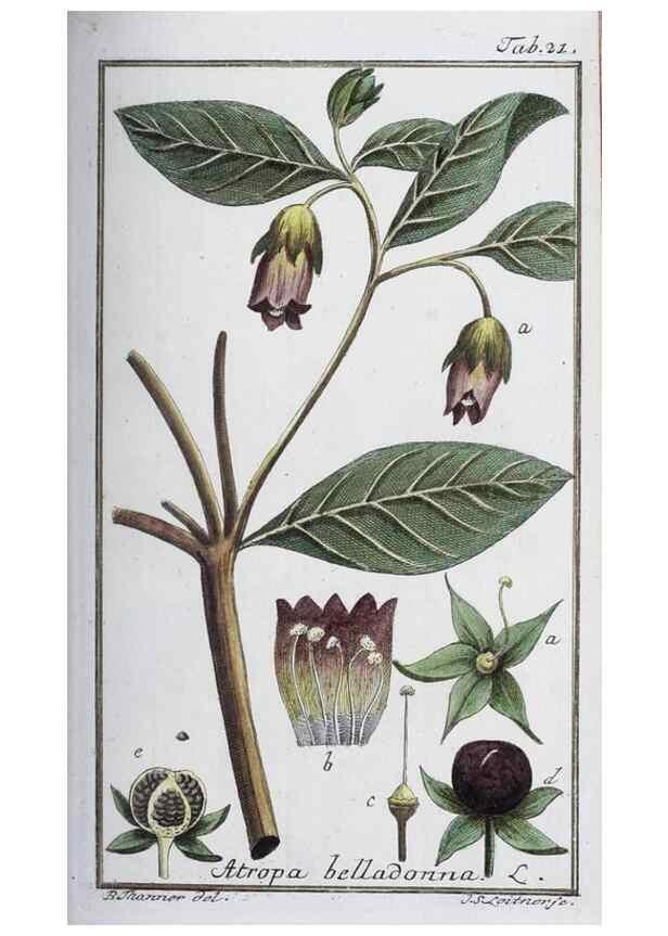Reproducción/Reproduction 33303683298: Icones plantarum medicinalium.. Nürnberg :auf Kosten der Raspischen Buchhandlung,1779-1790. 