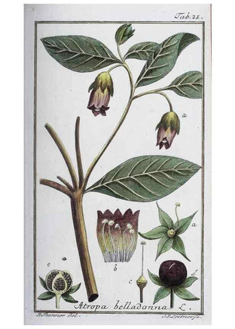 Reproducción/Reproduction 33303683298: Icones plantarum medicinalium.. Nürnberg :auf Kosten der Raspischen Buchhandlung,1779-1790. 