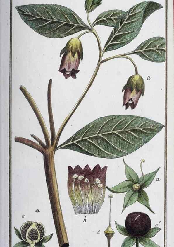 Reproducción/Reproduction 33303683298: Icones plantarum medicinalium.. Nürnberg :auf Kosten der Raspischen Buchhandlung,1779-1790. 