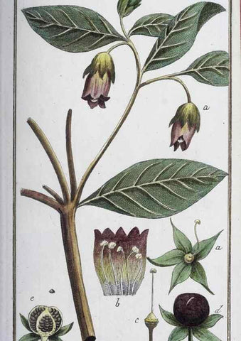 Reproducción/Reproduction 33303683298: Icones plantarum medicinalium.. Nürnberg :auf Kosten der Raspischen Buchhandlung,1779-1790. 