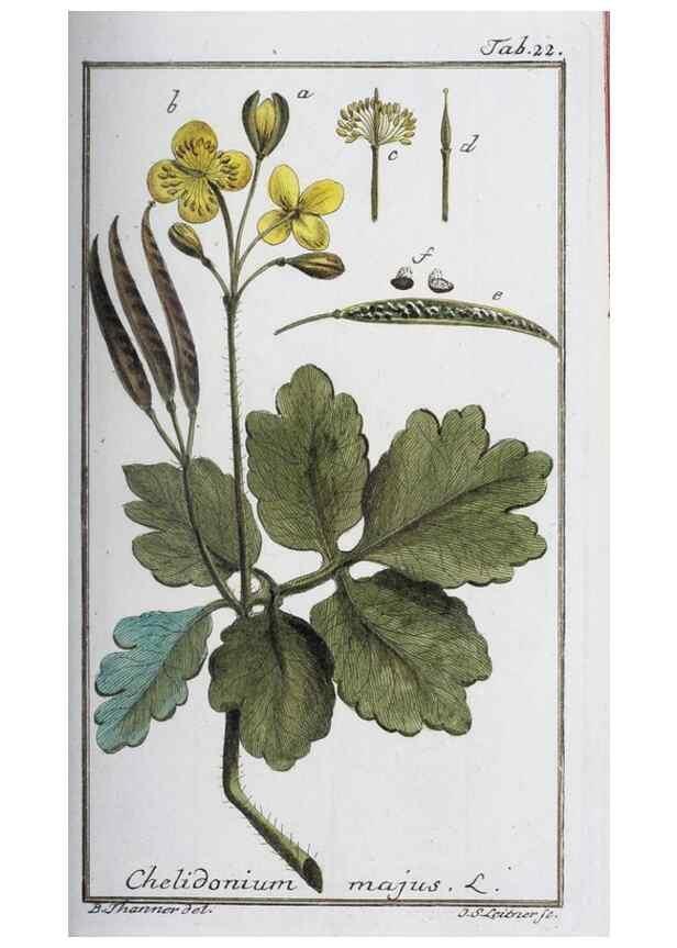 Reproducción/Reproduction 32237225617: Icones plantarum medicinalium.. Nürnberg :auf Kosten der Raspischen Buchhandlung,1779-1790. 